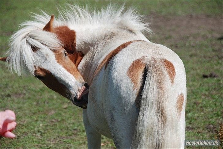 Shetlænder Vaseli´s Sigurt billede 14