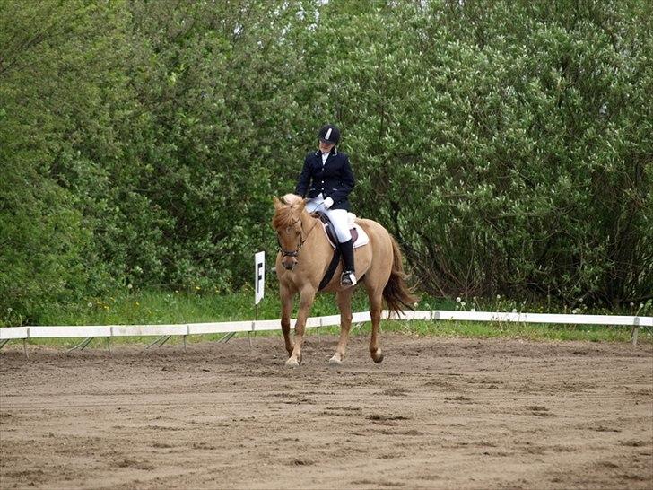 Anden særlig race Dreamhorse's Caf'e Creamy  - Stævne i Østerild 
FOTOGRAF PERNILLE KJÆRGÅRD  billede 13