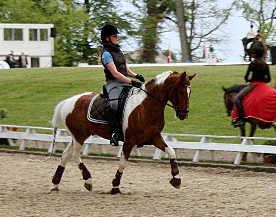 Anden særlig race Jazzo A-pony - Landsstævne, Broholm :) - træning torsdag aften billede 15