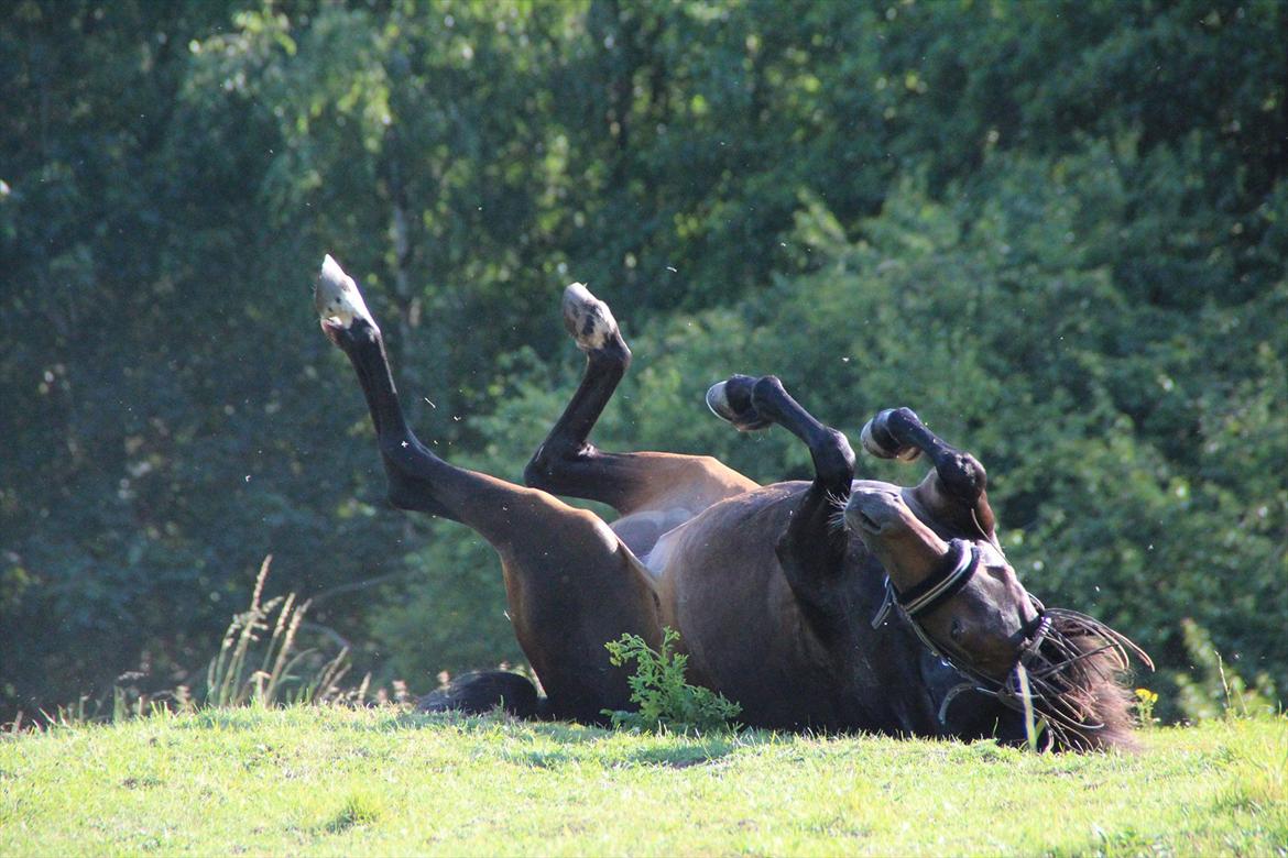 Tysk Sportspony Bonnie  - Smukke ponyen tog sig en ruller på folden :D *Foto CfJ* billede 13