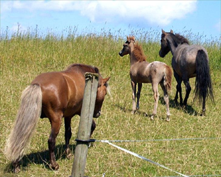 Amerikansk Miniature - WM Walkers Prima Paloosa - Paloosa sammen med sin far og mor billede 5
