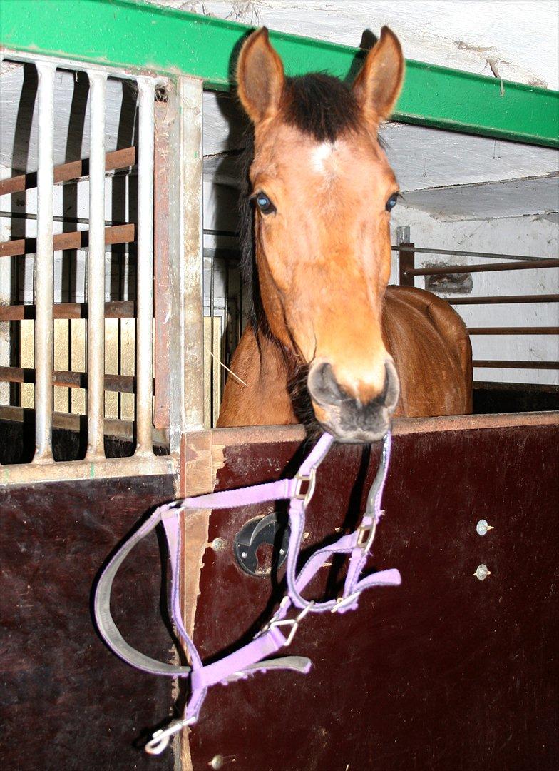 Dansk Varmblod Crazy Phantom *Elsket for evigt* - Det vi kalder Phantom tricket. Han forstod at charme os, den lille Baby :') billede 24