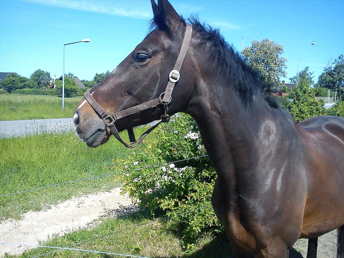 Dansk Varmblod Asmira - Skønne hest, selv når du er syg ser du skøn ud (': jeg holder utroligt meget af dig og det siger jeg ikke så tit. Men det gør jeg <3  billede 12