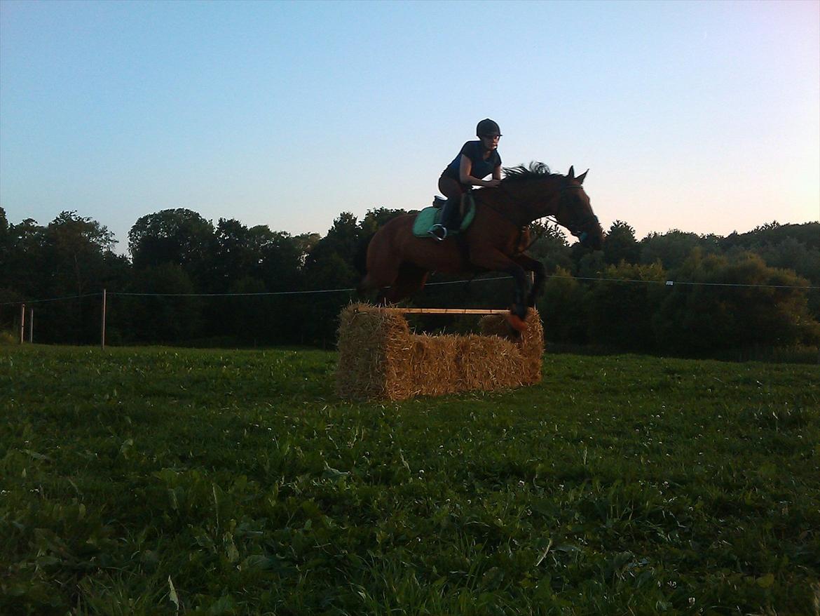 Standardbred Only Schwarzkopf (One More Moving) - 5 år, det går fremad med ridningen :) billede 3