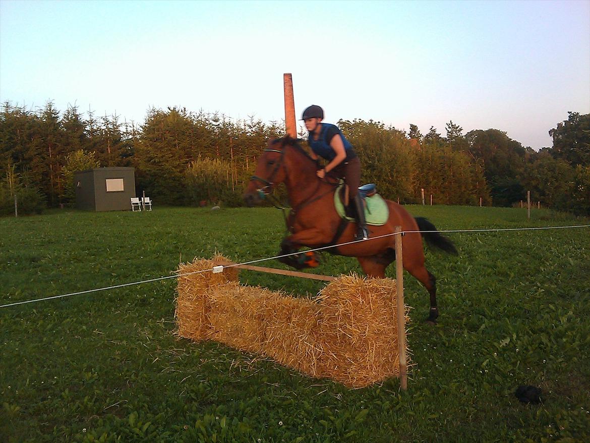 Standardbred Only Schwarzkopf (One More Moving) - 5 år billede 5