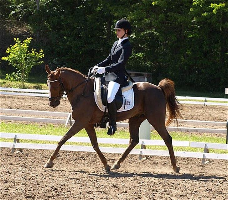Anden særlig race Odin - - Morsø 2011 <3 billede 13