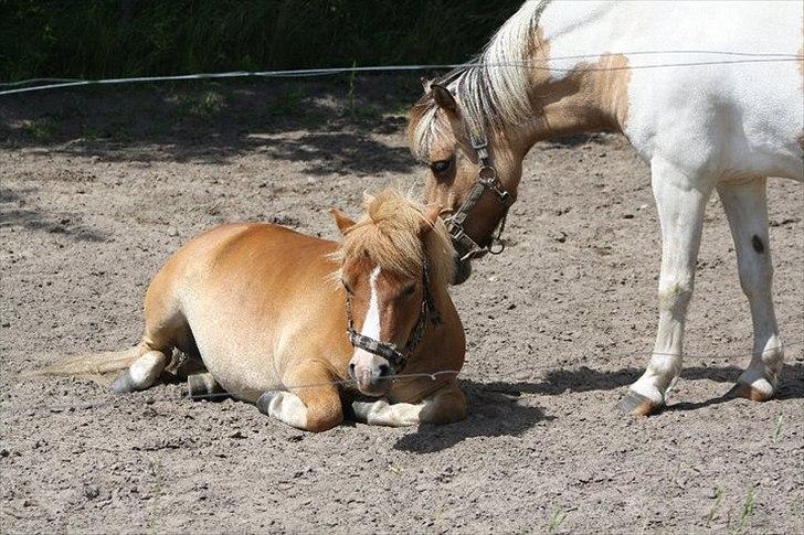 Anden særlig race Dundee. <3 billede 17