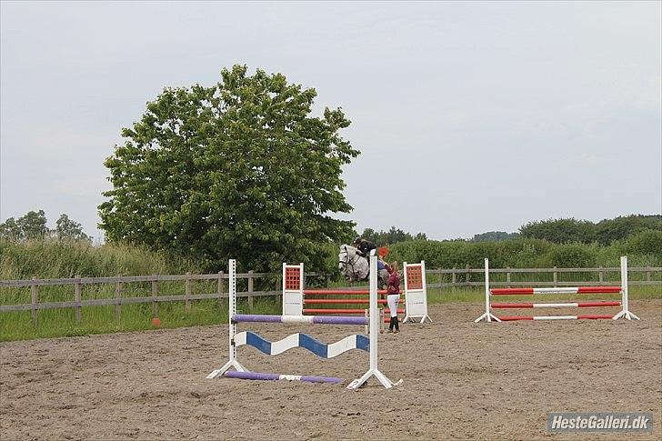 Anden særlig race Jock - LB - HES<3 så hvor vi kan! (Foto: Ida) billede 11
