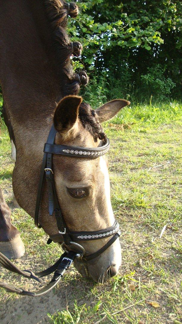 DSP Tovdal´s Anais Anais - Velkommen til Anais profil <3 billede 1