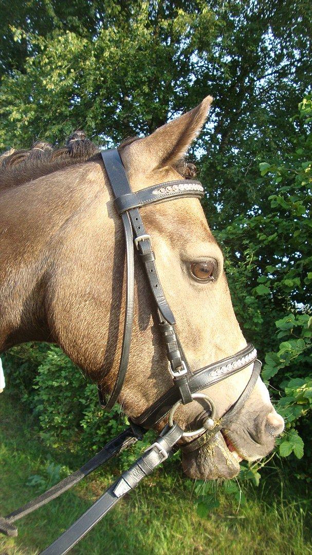 DSP Tovdal´s Anais Anais - Smukke Anais <3 billede 8