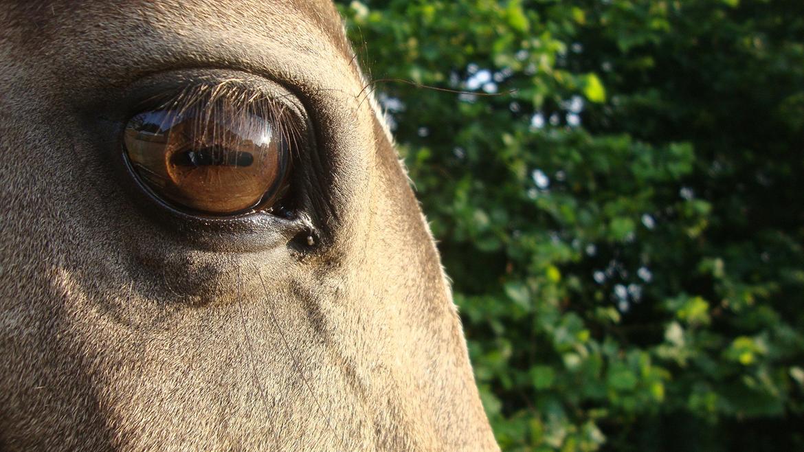 DSP Tovdal´s Anais Anais - <3 billede 13