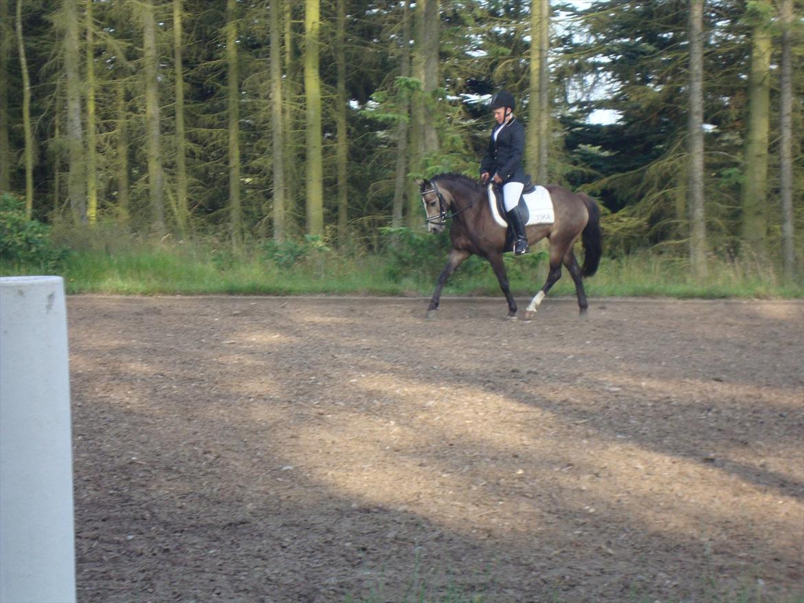 DSP Tovdal´s Anais Anais - En dag efter jeg havde startet stævne på min anden pony, flettede jeg hende op, og tog stævne udstyr. Min mor filmede og tog et par billeder. billede 6