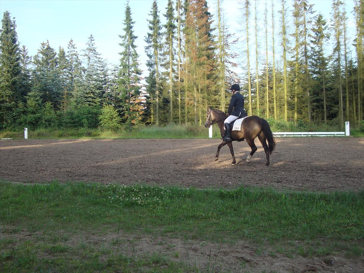 DSP Tovdal´s Anais Anais - Stævne klar <3 billede 10