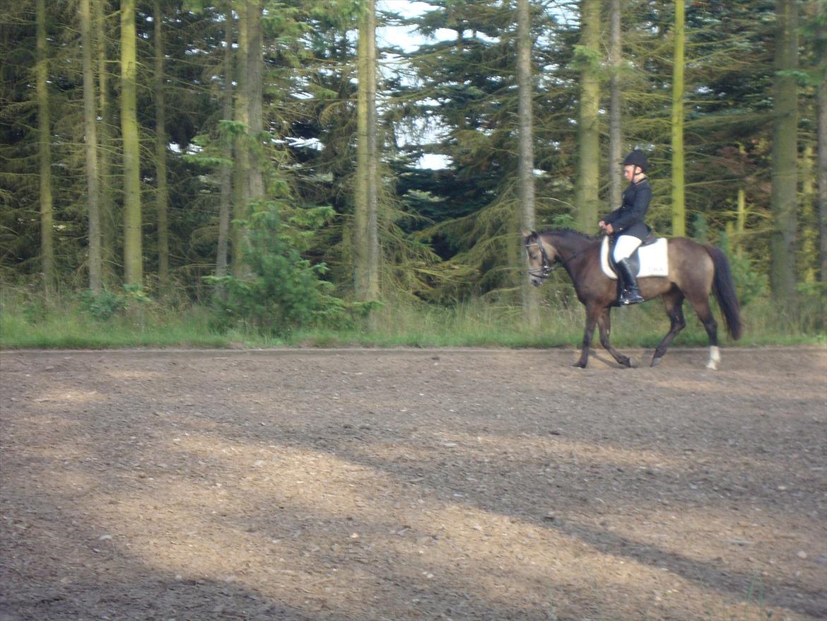 DSP Tovdal´s Anais Anais - Dygtig lille pony! <3 billede 15