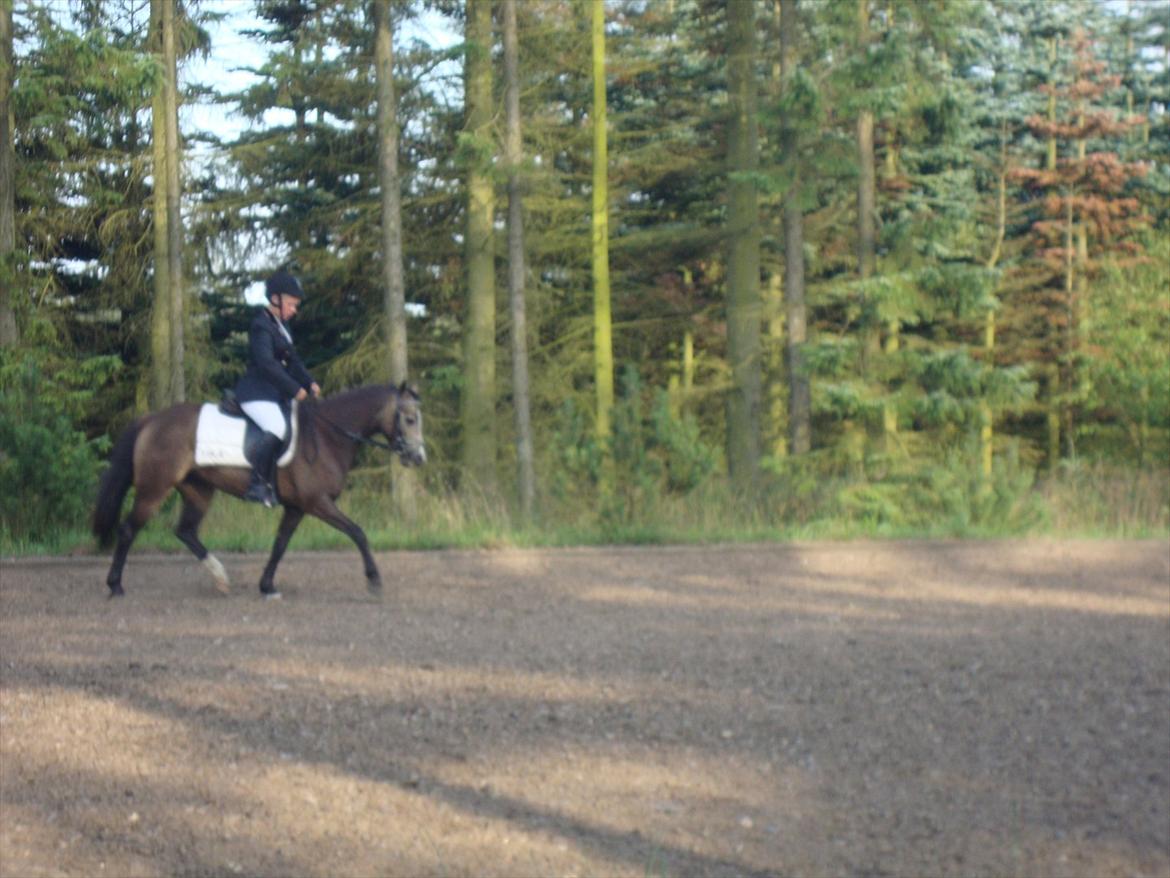 DSP Tovdal´s Anais Anais - Dejlige hypper <3 billede 2