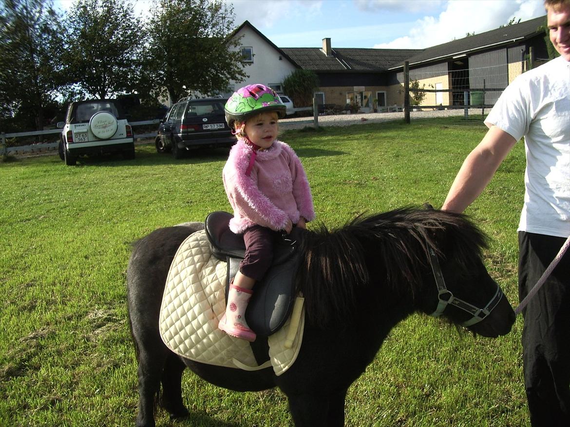 Shetlænder Oliver  billede 1