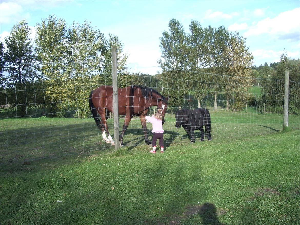 Shetlænder Oliver  billede 2