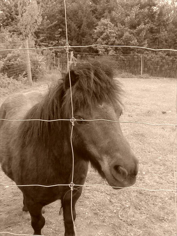 Shetlænder Oliver  billede 3