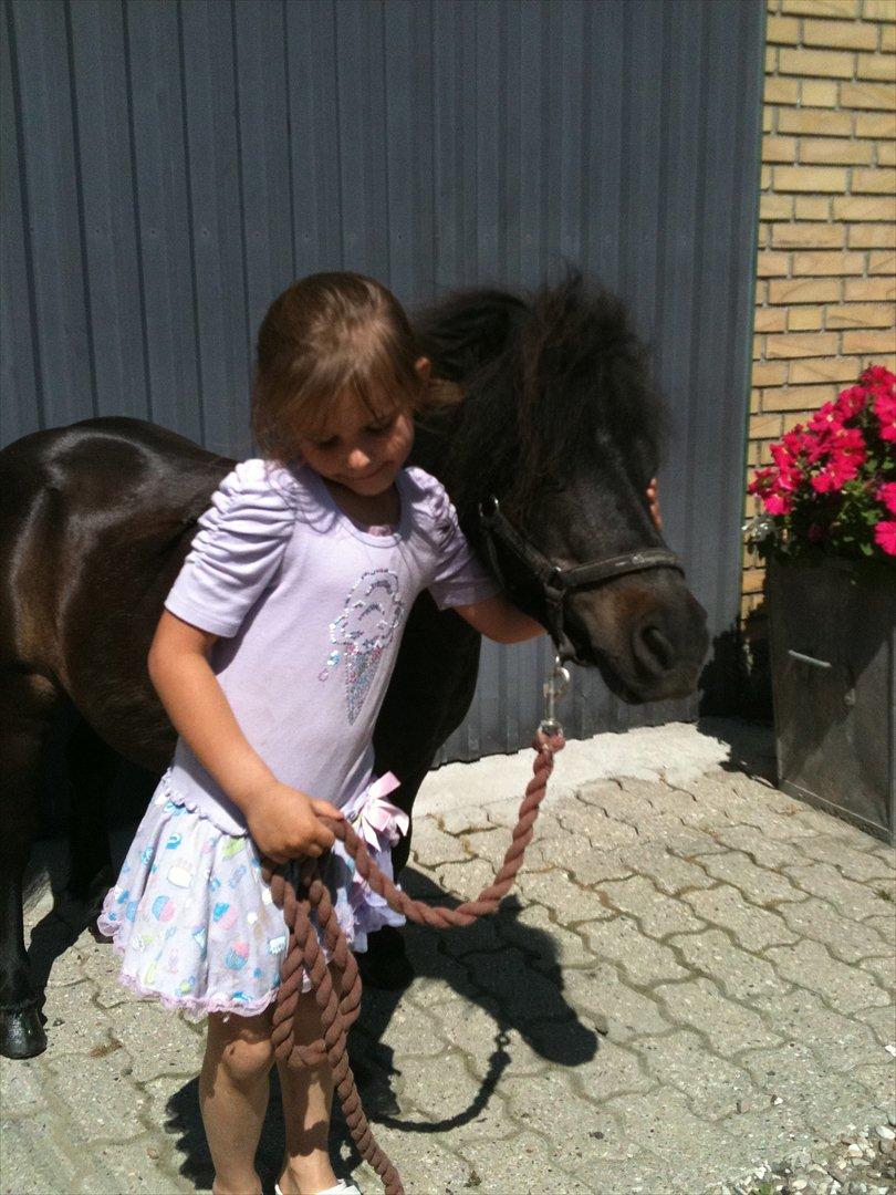 Shetlænder Oliver  billede 4