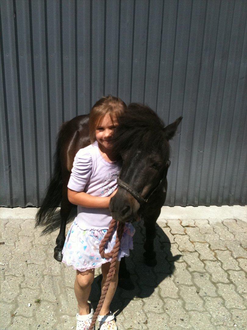 Shetlænder Oliver  billede 5