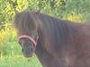 Shetlænder Robin Af Skårupøre [Tidl. hest]