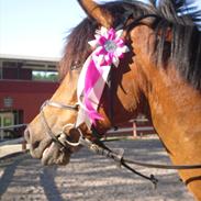 New Forest Joly´s vanja