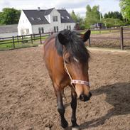 New Forest Joly´s vanja