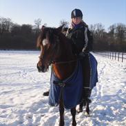 New Forest Joly´s vanja