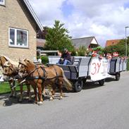 Haflinger - Mille