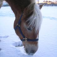 Haflinger Henrietta