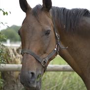 Fuldblod (XX) Miss Champo xx