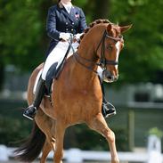 Anden særlig race Aithon