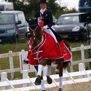 Anden særlig race Aithon