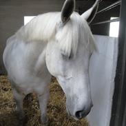 Anden særlig race Ben Hur/ Benny *SOLGT* 