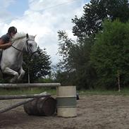 Hollandsk Sportspony Greyhound <3<3 