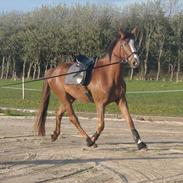 Dansk Varmblod Don Romeo Colliente