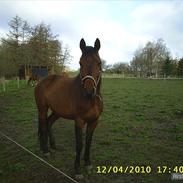 Dansk Varmblod Aagårdens Chopin