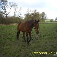 Dansk Varmblod Aagårdens Chopin