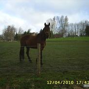 Dansk Varmblod Aagårdens Chopin