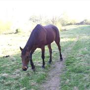 Traver Valdemar Danner r.i.p