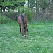 Traver Valdemar Danner r.i.p