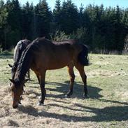 Traver Valdemar Danner r.i.p