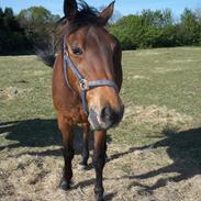 Traver Valdemar Danner r.i.p