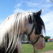 Irish Cob Sheiken ( Himmelhest)