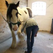 Irish Cob Sheiken ( Himmelhest)