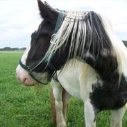 Irish Cob Sheiken ( Himmelhest)