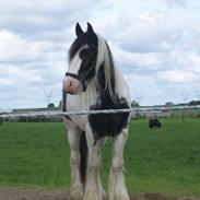 Irish Cob Sheiken ( Himmelhest)