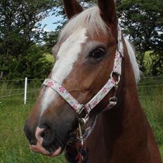 Anden særlig race Beauty 