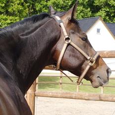 Dansk Varmblod CASOPRANO (Følle)
