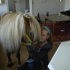Shetlænder Nalle 